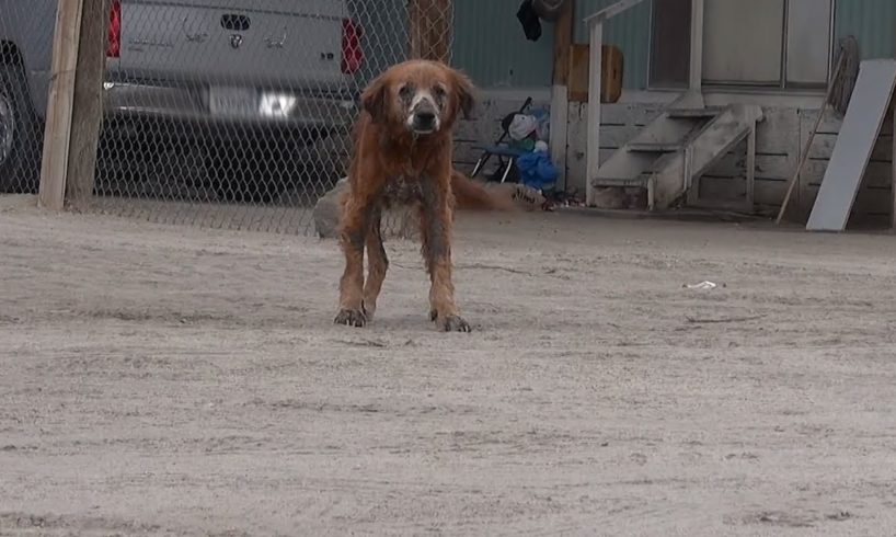 Perro abandonado por sus dueños menea su cola ante sus rescatistas | El Dodo