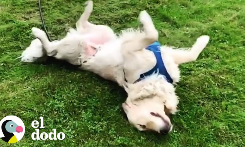 Perro ama deslizarse por su colina favorita I El Dodo