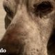 Perro anciano demuestra ser todo un galán | El Dodo