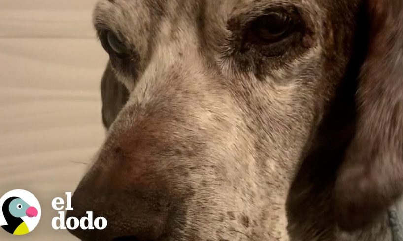 Perro anciano demuestra ser todo un galán | El Dodo