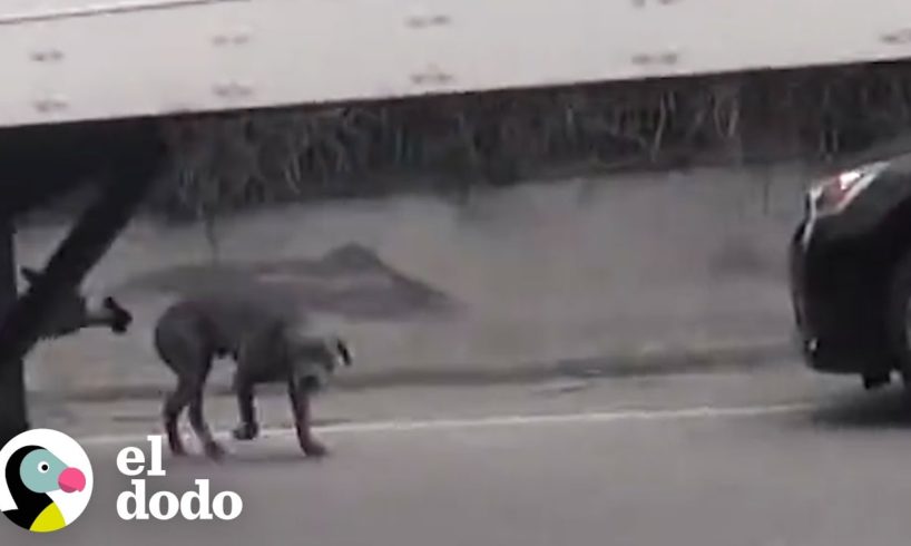 Perro aterrado corre hacia la autopista | El Dodo