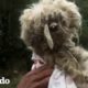 Perro callejero es transformado por completo | El Dodo