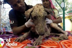 Perro encontrado en la calle tiene increíble transformación | El Dodo