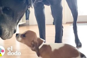 Perro gruñón se enamora de unos cachorritos de paso | El Dodo