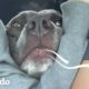 Perro hace sonidos de alarma | El Dodo