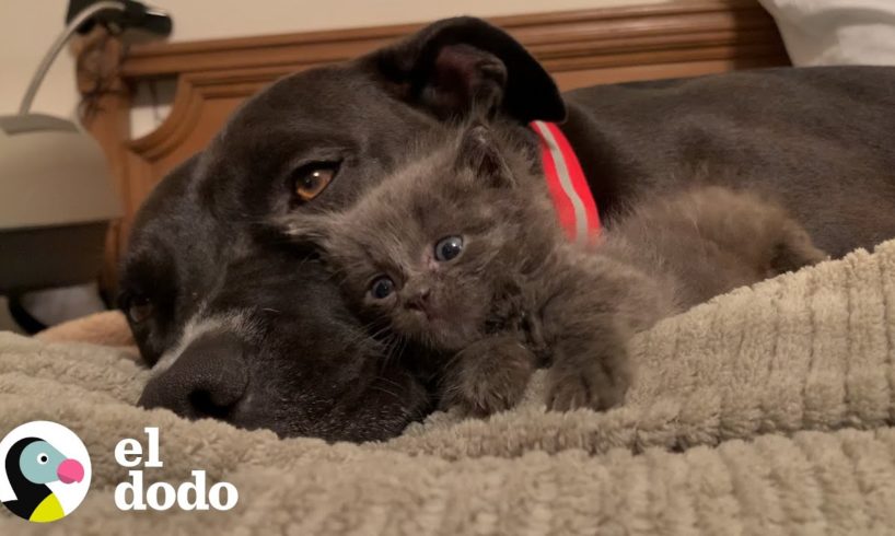 Perro rescatado ayuda a cuidar a sus gatitos de paso | El Dodo