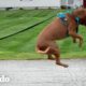 Perro rescatado brinca de felicidad | El Dodo