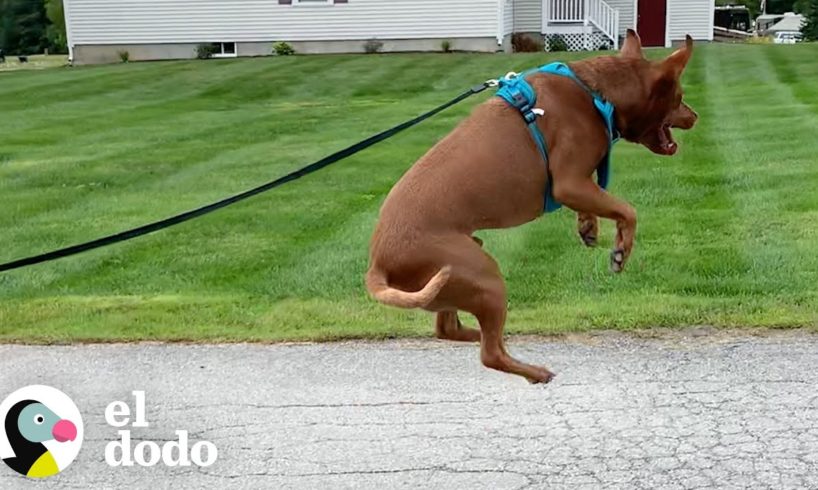 Perro rescatado brinca de felicidad | El Dodo