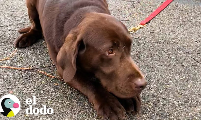 Perro rescatado de un criadero descubre que puede jugar I El Dodo
