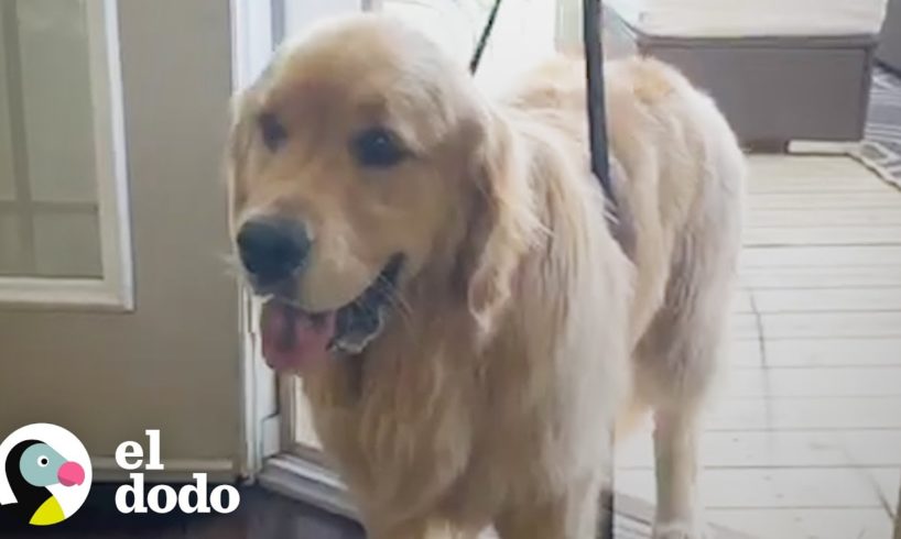Perro valiente supera un gran miedo tenebroso | El Dodo