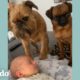 Perros aprenden a compartir la atención con su nuevo hermanito | El Dodo