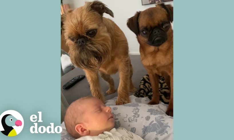 Perros aprenden a compartir la atención con su nuevo hermanito | El Dodo