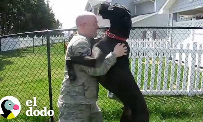 Perros leales reciben a sus padres soldados cuando regresan a casa | El Dodo