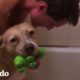 Pitbull rescatada recibe un baño I El Dodo