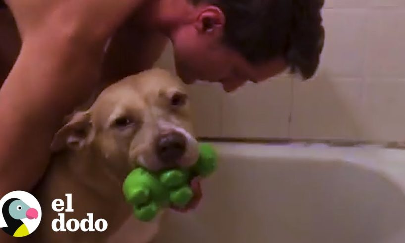 Pitbull rescatada recibe un baño I El Dodo