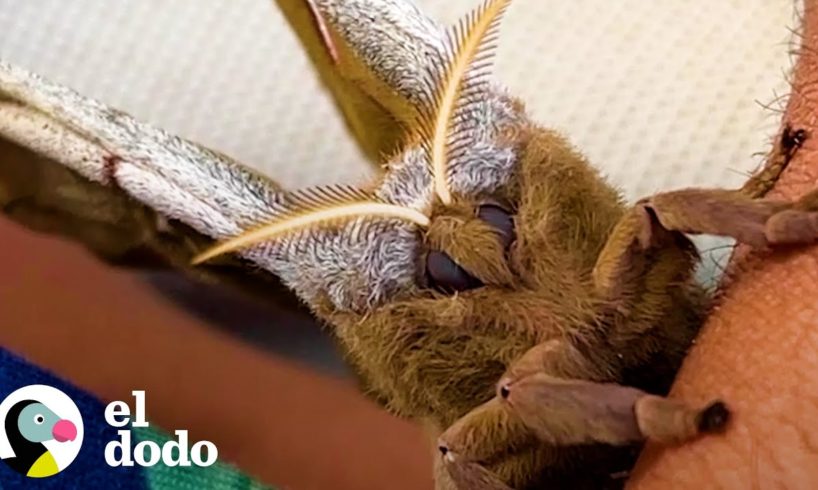 Polilla escoge a esta mujer para que cuide a sus bebés | El Dodo