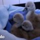 Polluelos de cisne se reencuentran con sus padres | El Dodo