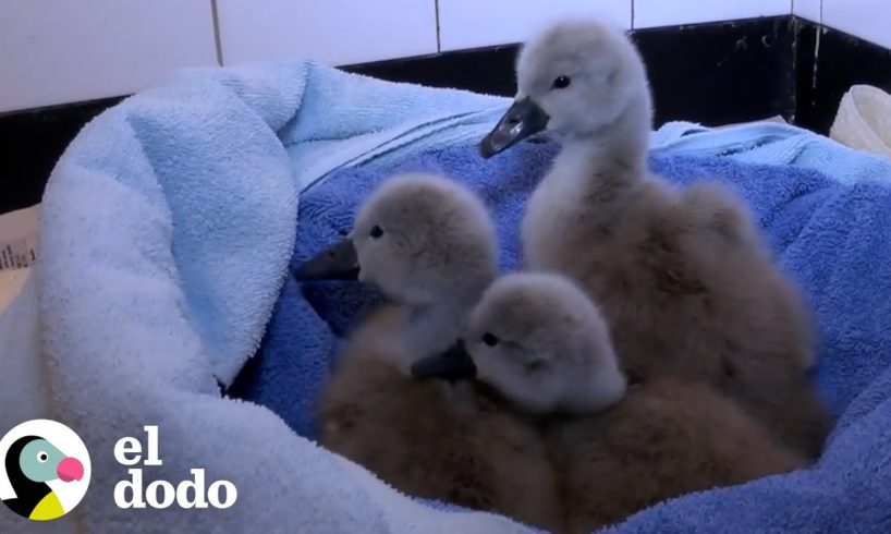 Polluelos de cisne se reencuentran con sus padres | El Dodo