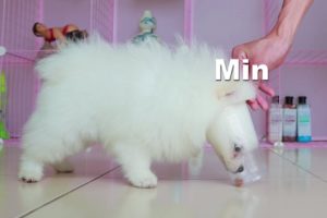 Pomeranian Puppies vs Cup | Cutest Dogs Toy | MR PET #11