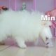 Pomeranian Puppies vs Cup | Cutest Dogs Toy | MR PET #11