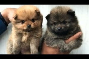 Pomeranian The Cutest Puppy | Dog Price List in India | 9053119990 | DOGGYZ WORLD
