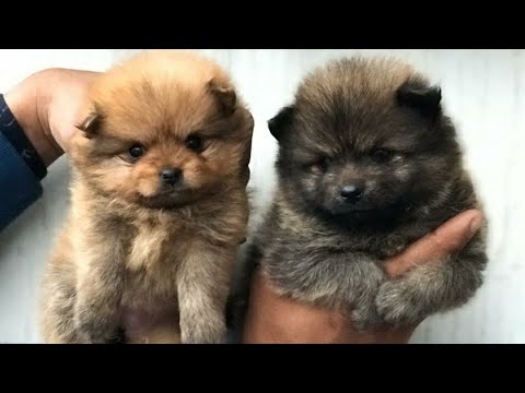 Pomeranian The Cutest Puppy | Dog Price List in India | 9053119990 | DOGGYZ WORLD