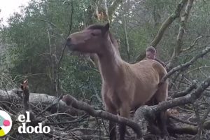 Poni salvaje queda totalmente atascado entre árboles caídos | El Dodo