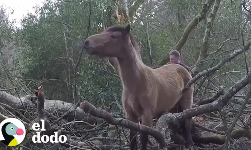 Poni salvaje queda totalmente atascado entre árboles caídos | El Dodo