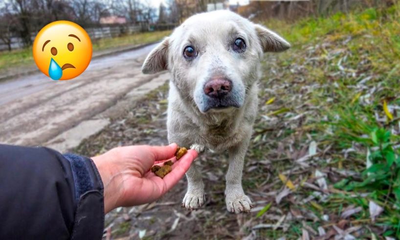 Poor Stray Dogs That Happily Found A Good Family ?