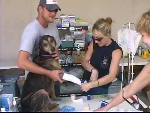 Post Katrina NOLA Dog Rescues - Various & Winn Dixie RAW Footage from WA2S Films