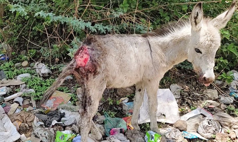 Precious baby donkey's pain made him terrified, but when he healed, he loved!