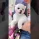 Puppy Cute Dogs - The Cutest Puppy Ever# shorts