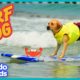 Puppy Grows Up To Be A SURFING DOG | Adventure Animals | Dodo Kids