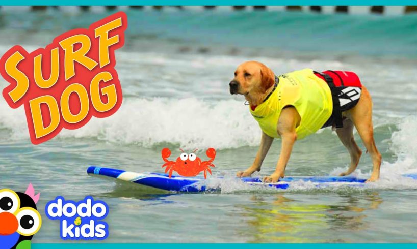 Puppy Grows Up To Be A SURFING DOG | Adventure Animals | Dodo Kids