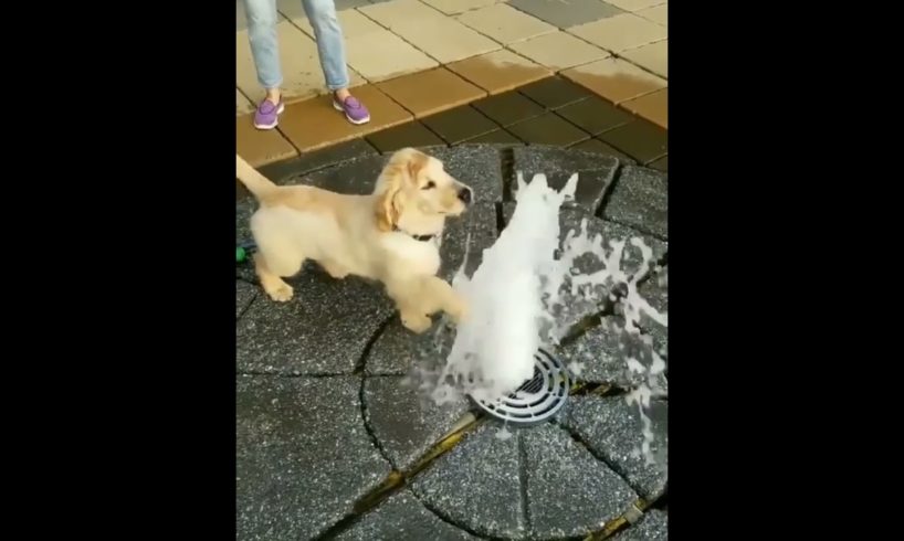 Puppy Play With Water @Animals Lover Universe
