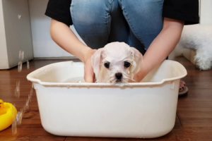 Puppy bath challenge Maltese puppy bath video cutest puppy - Teacup puppies KimsKennelUS