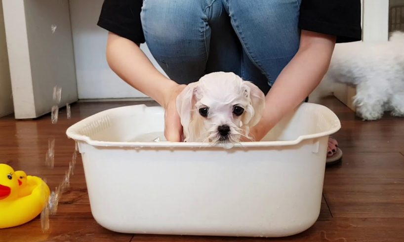 Puppy bath challenge Maltese puppy bath video cutest puppy - Teacup puppies KimsKennelUS