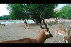 Ramanreti Ashram's Cattle ward, a small zoo with happy animals - रमण रेती आश्रम गोकुल की पशुशाला