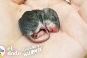 Ratona diminuta crece y se transforma en la jefa de la casa I Pequeño y Valiente | El Dodo