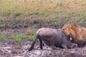 Real Animal Fights - Lion vs Wildebeest