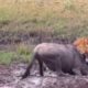 Real Animal Fights - Lion vs Wildebeest