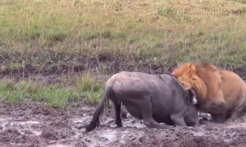 Real Animal Fights - Lion vs Wildebeest