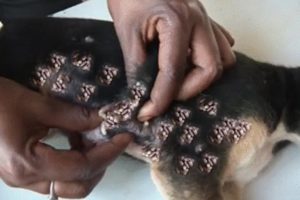Removing Monster Mango worms From Helpless Dog #7