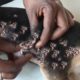 Removing Monster Mango worms From Helpless Dog #7