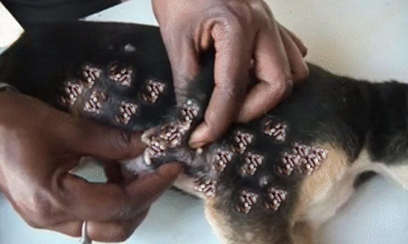 Removing Monster Mango worms From Helpless Dog #7
