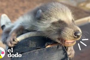 Rescate de mamá mapache y sus bebés | El Dodo