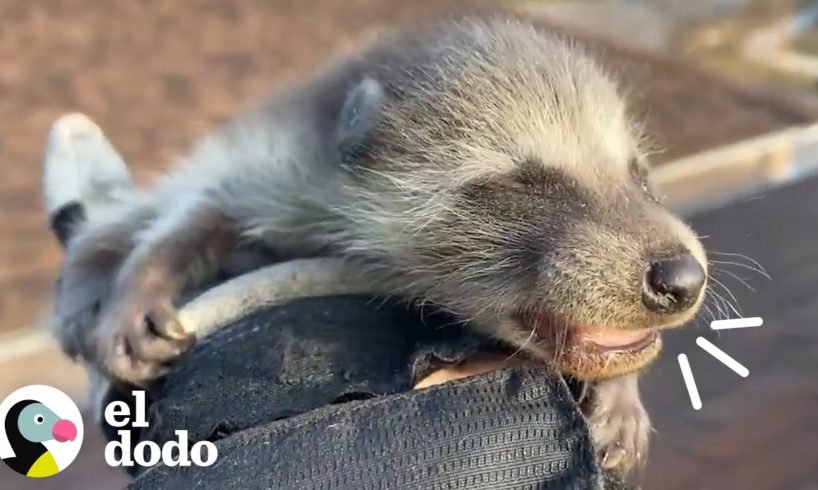 Rescate de mamá mapache y sus bebés | El Dodo