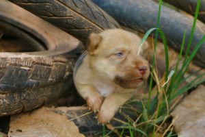 Rescue Animals | Rescue A Little Poor Puppy Stuck Head In Bottle Of Water