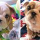 Rescue Mini Baby Bulldog Was Surrendered Because Her Eye Needs To Be Removed