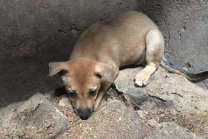 Rescue The Dog Abandoned By Its Owner In An Abandoned House And Sick With Fear | Animal Rescue Home